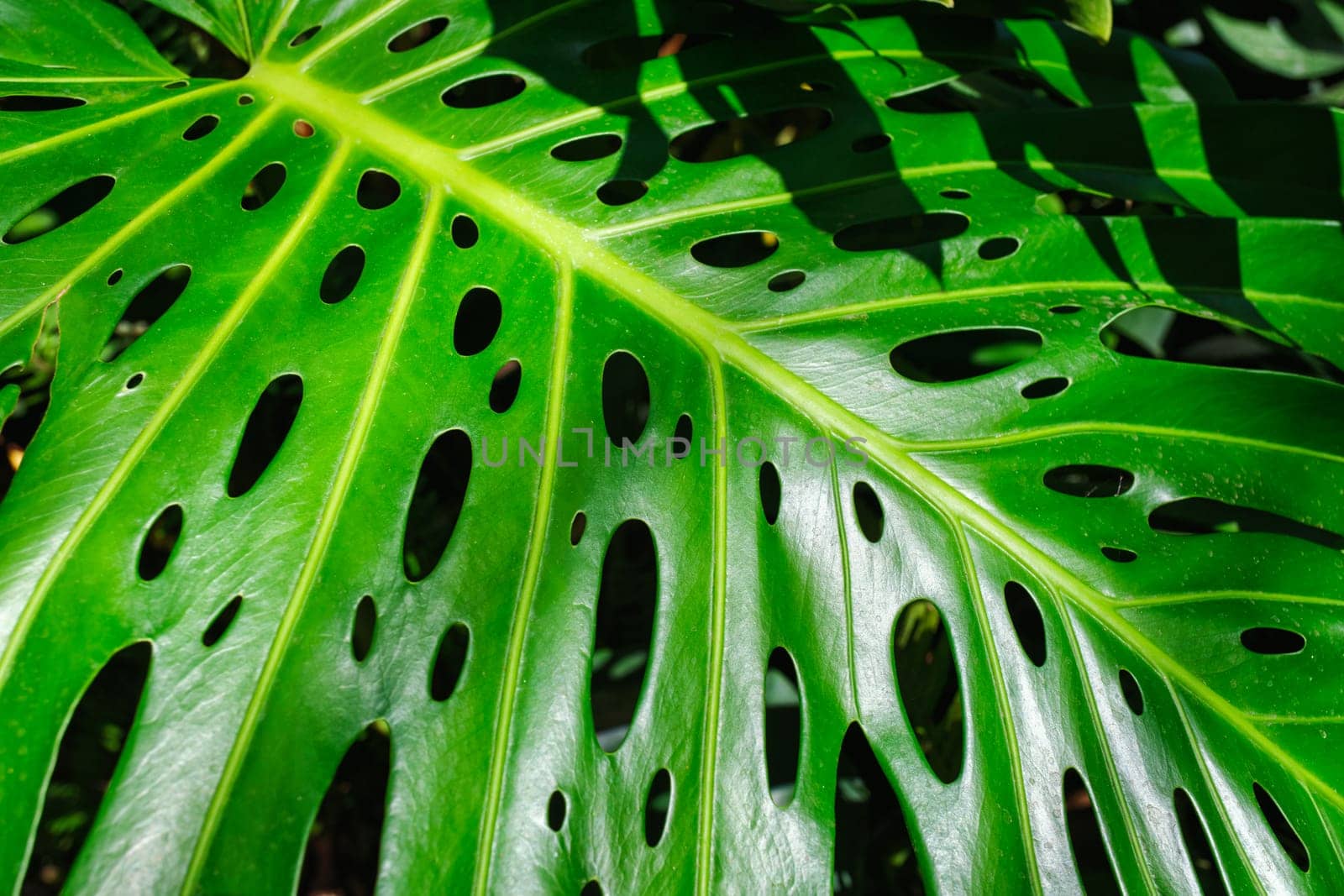 Monstera deliciosa leaf close up texture background