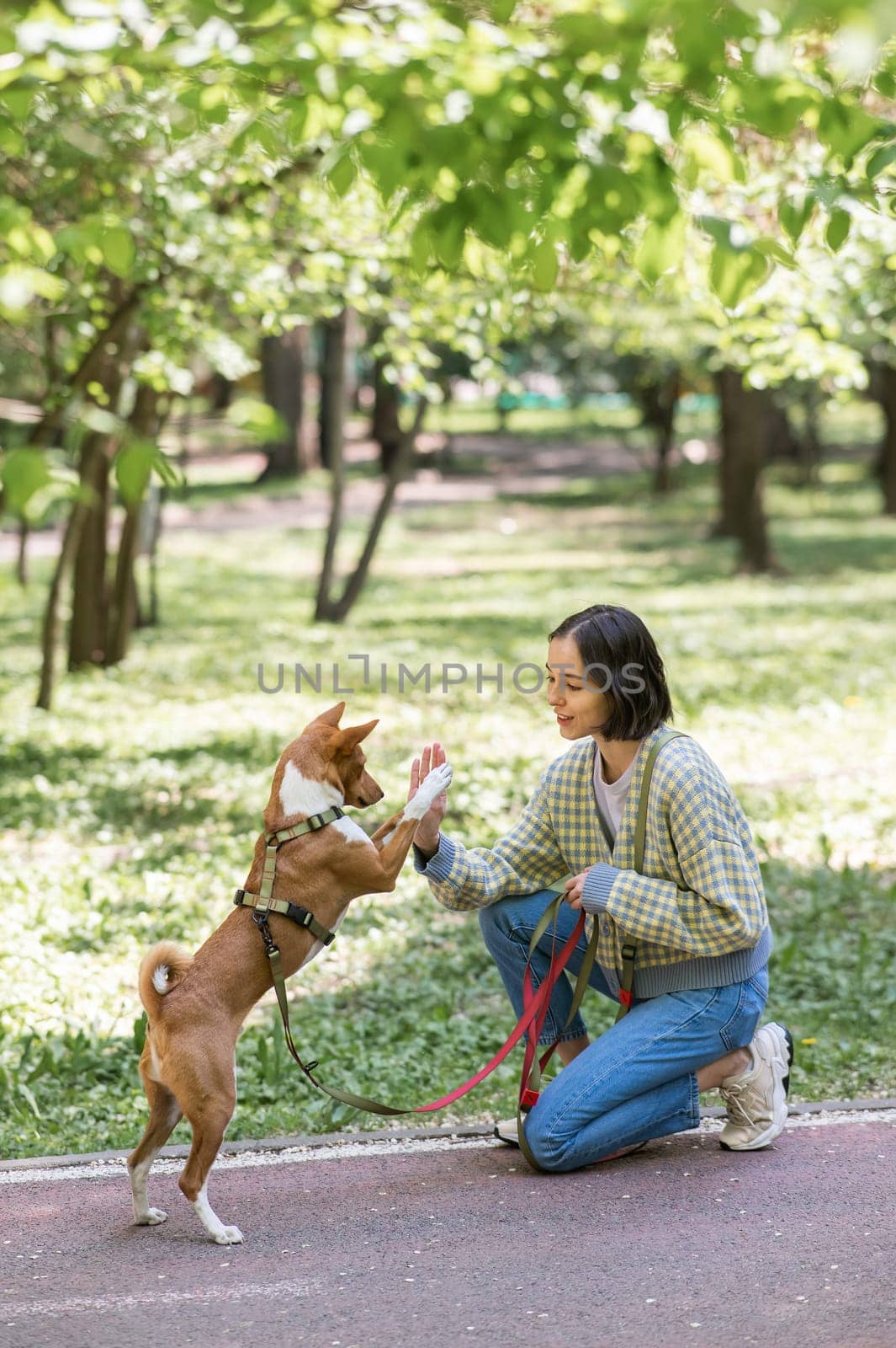 African dog sabbenji high fives the owner on a walk in the park