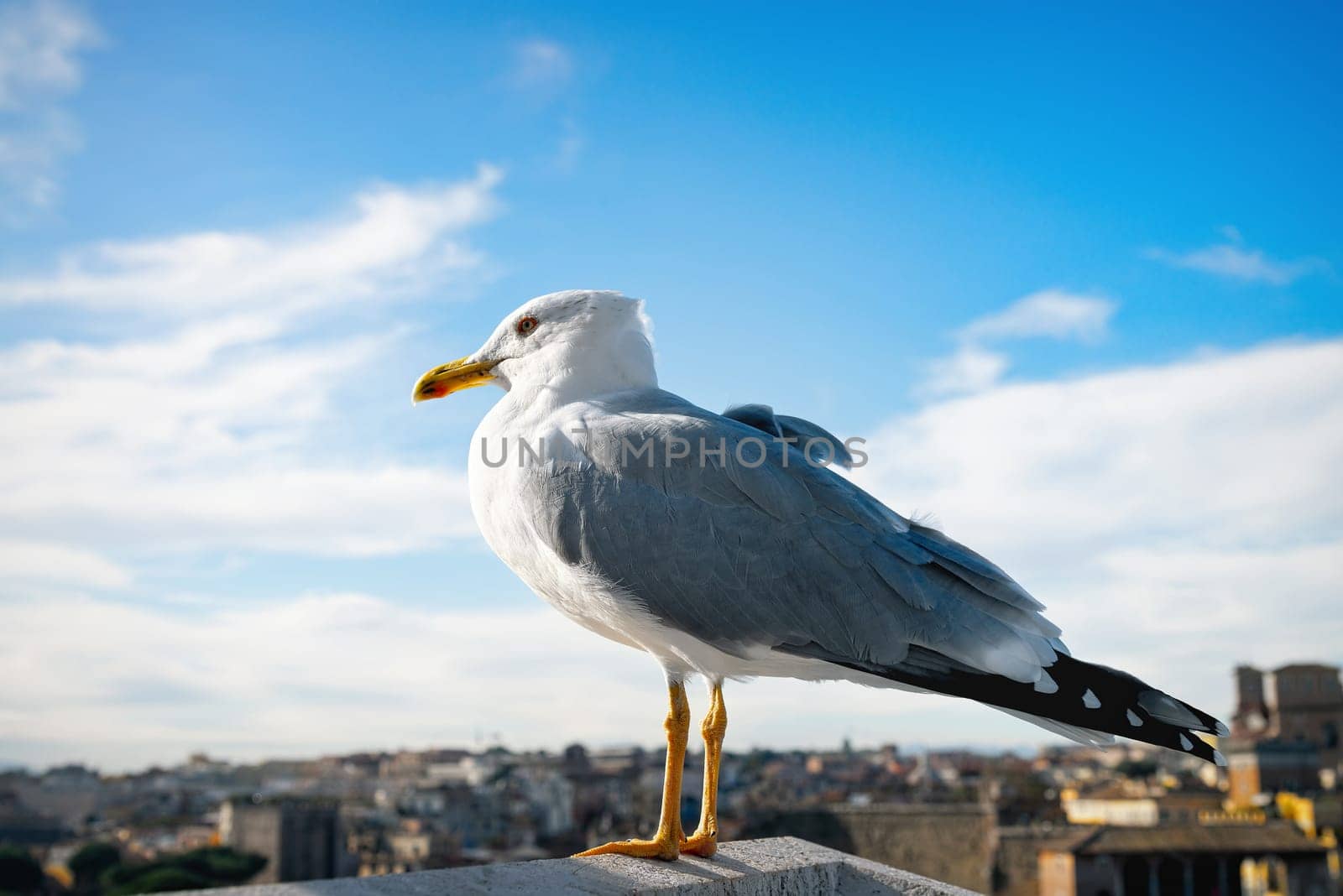 Feral dove on the roof of the building with view on Rome, Italy by NataliPopova