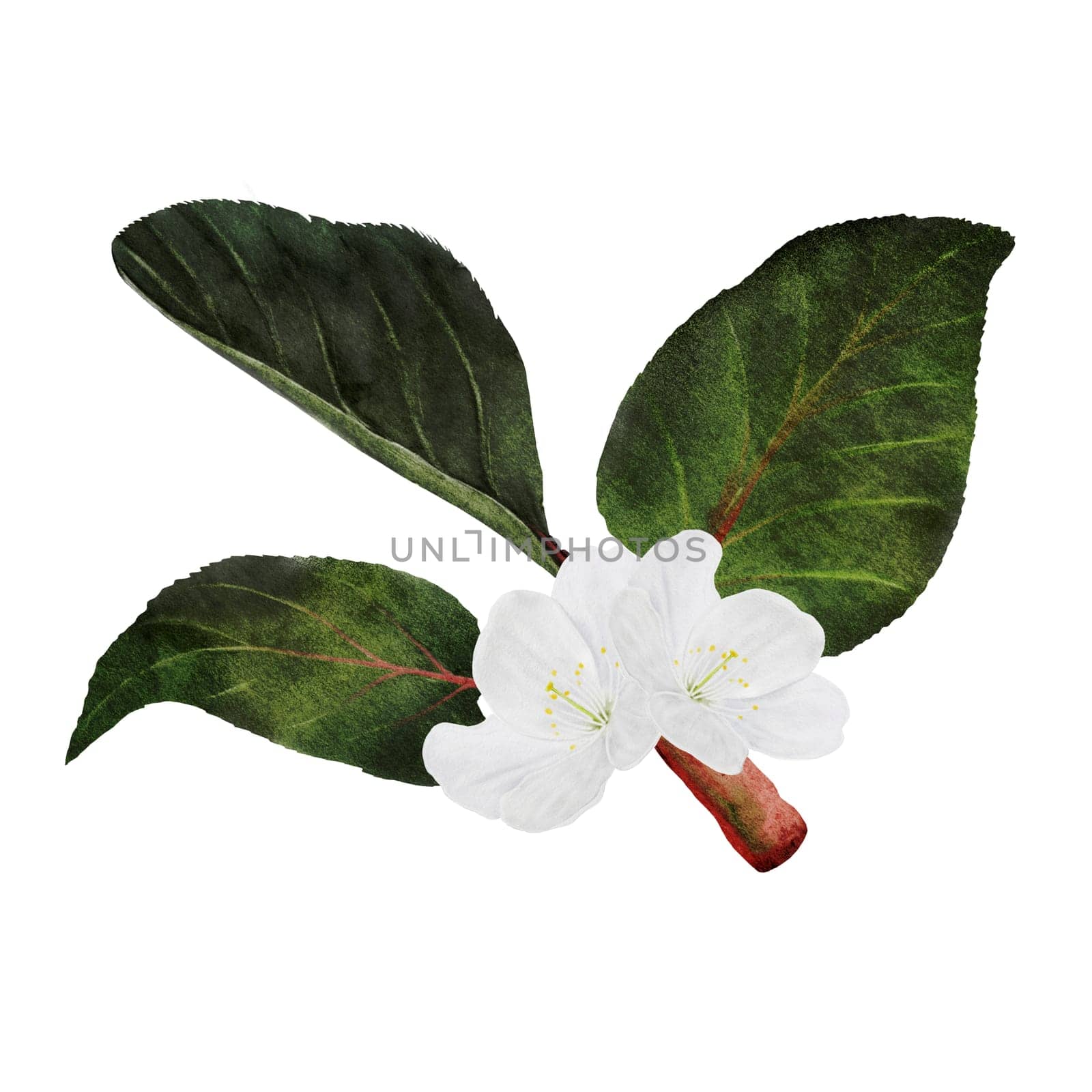 Apricot leaf with flowers watercolor. Hand drawn apricot greenery on isolated white background. Clip art botanical. For logos and packaging of natural cosmetics and food. High quality illustration