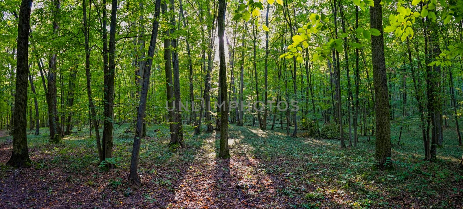 HDR panorama of the forest. Beautiful green nature shot. Concept for environment and ecology.
