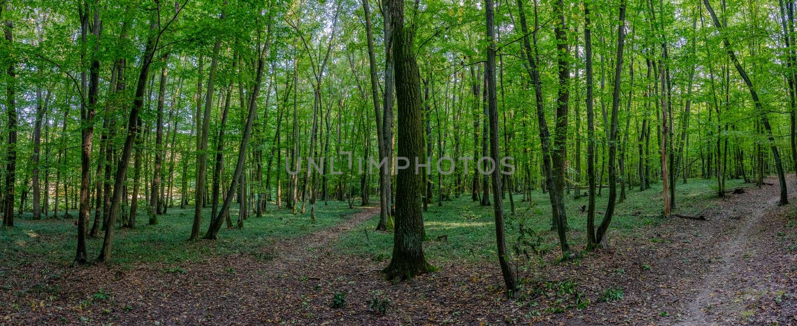 HDR panorama of the forest. Beautiful green nature shot. Concept for environment and ecology.