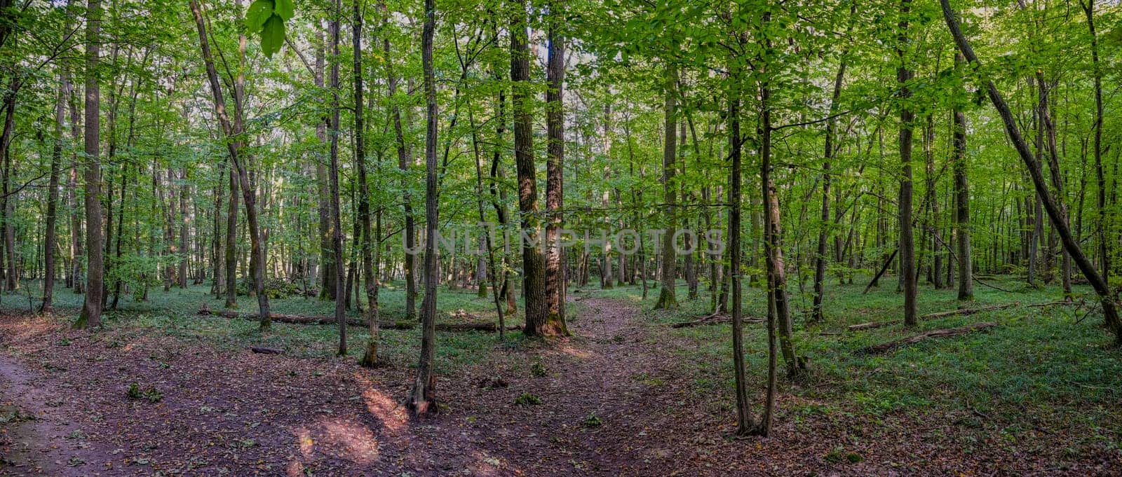 HDR panorama of the forest. Beautiful green nature shot. Concept for environment and ecology.