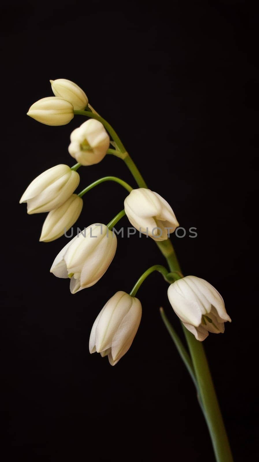 White lily of the valley on a dark background, isolated bloom. Nature and elegance concept.