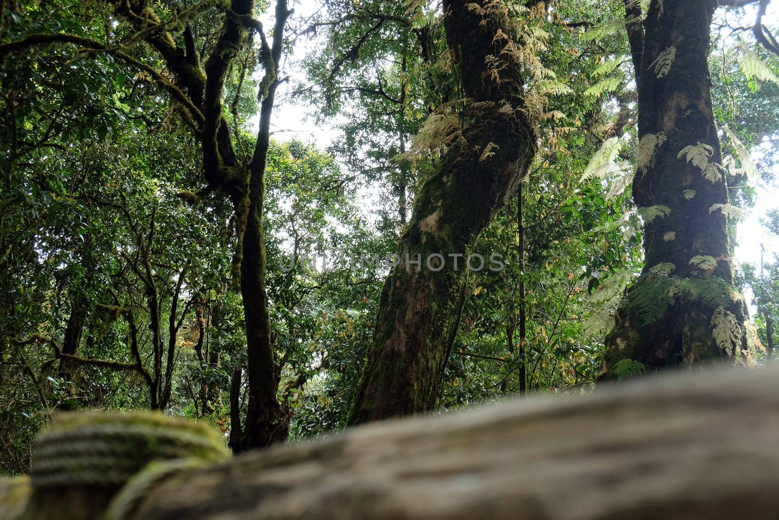 Tropical forest,The forests are abundant, Many kinds of trees in Kew Mae Pan Nature Trail, Doi Inthanon National Park, the highest point in Thailand