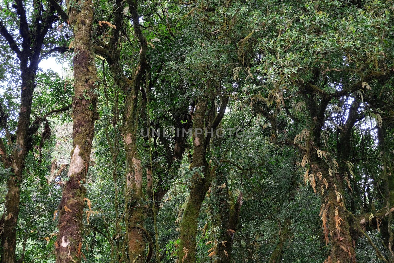 Tropical forest,The forests are abundant, Many kinds of trees in Kew Mae Pan Nature Trail, Doi Inthanon National Park, the highest point in Thailand