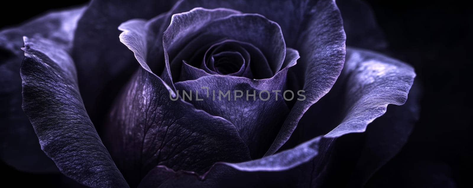 Close-up of a dark purple rose in low light, dramatic floral photography. Nature and beauty concept.