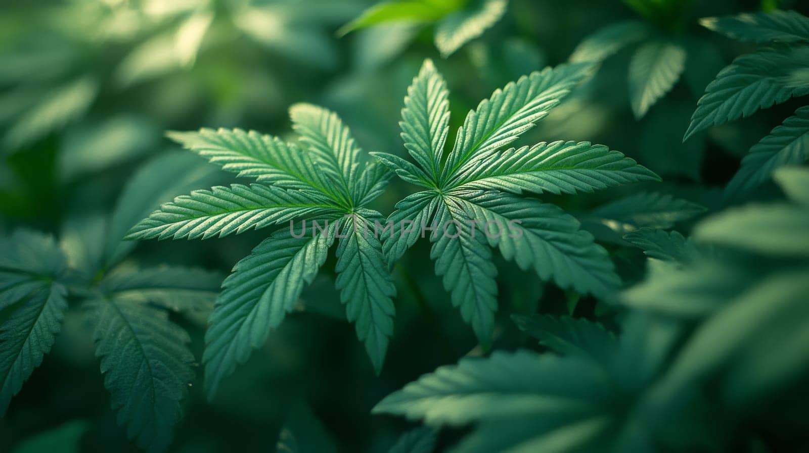 Green cannabis leaves in natural lighting, close-up view. Botanical and nature concept.