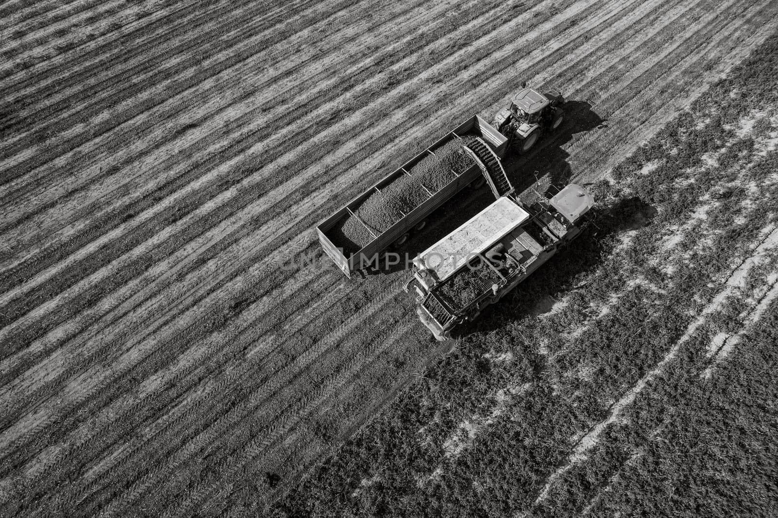 Tractor is unloading a trailer full of harvested potatoes in a field, aerial view. Alseno, Piacenza, Emilia, Italy