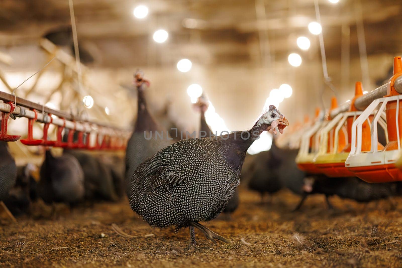 A group of guinea fowls on a poultry farm pecking at a feeder. Growing guinea fowls on a poultry farm, egg production