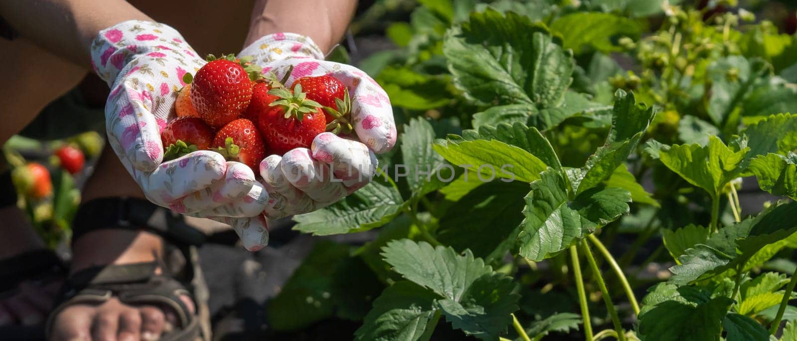 Female hands in gloves hold a handful of juicy ripe red strawberries, the girl harvests berries in her garden.