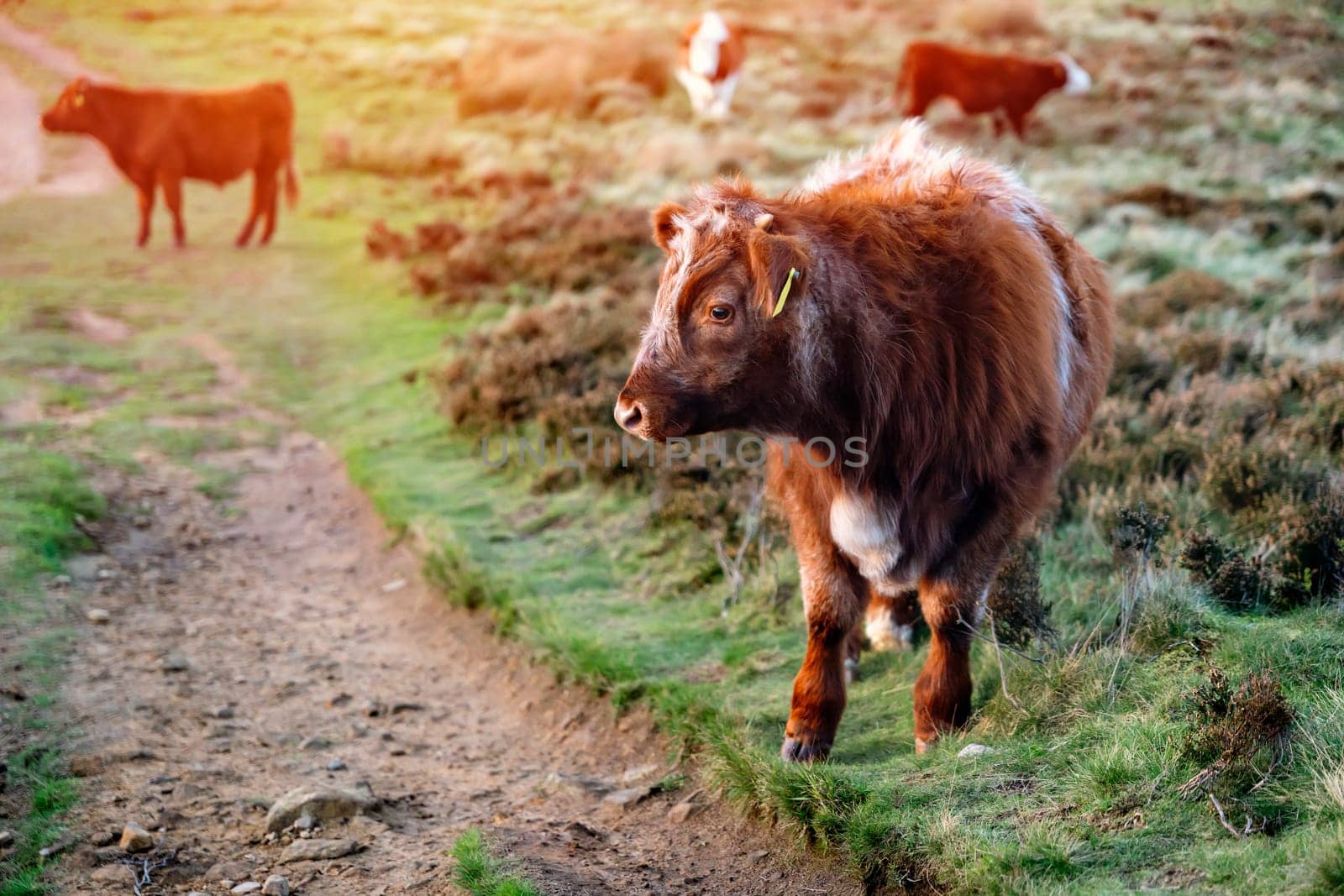Freerange cow in a pasture grazing on green meadow in The National Park Peak District in England