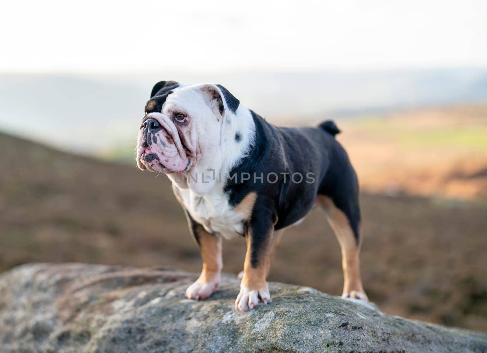Black tri-color English British Bulldog Dog out for a walk looking up in the National Park Peak District on Autumn sunny day at sunset