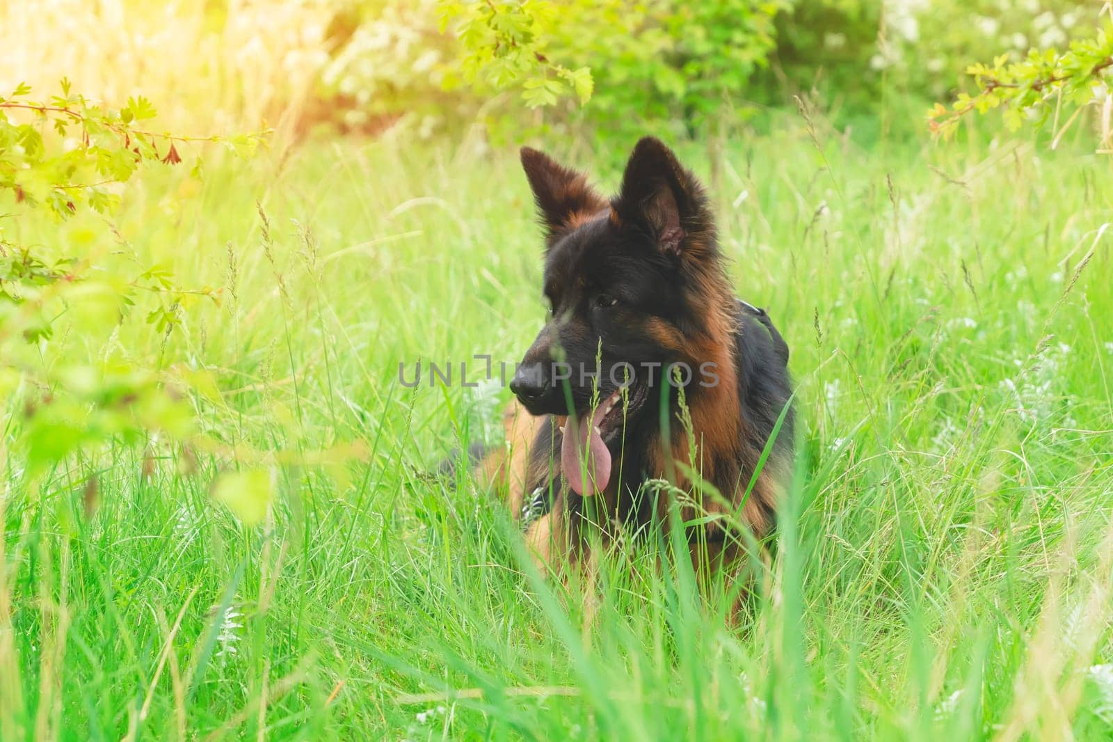 German shepherd dog in harness out for a walk lying, running, walking on the grass in sunny summer day