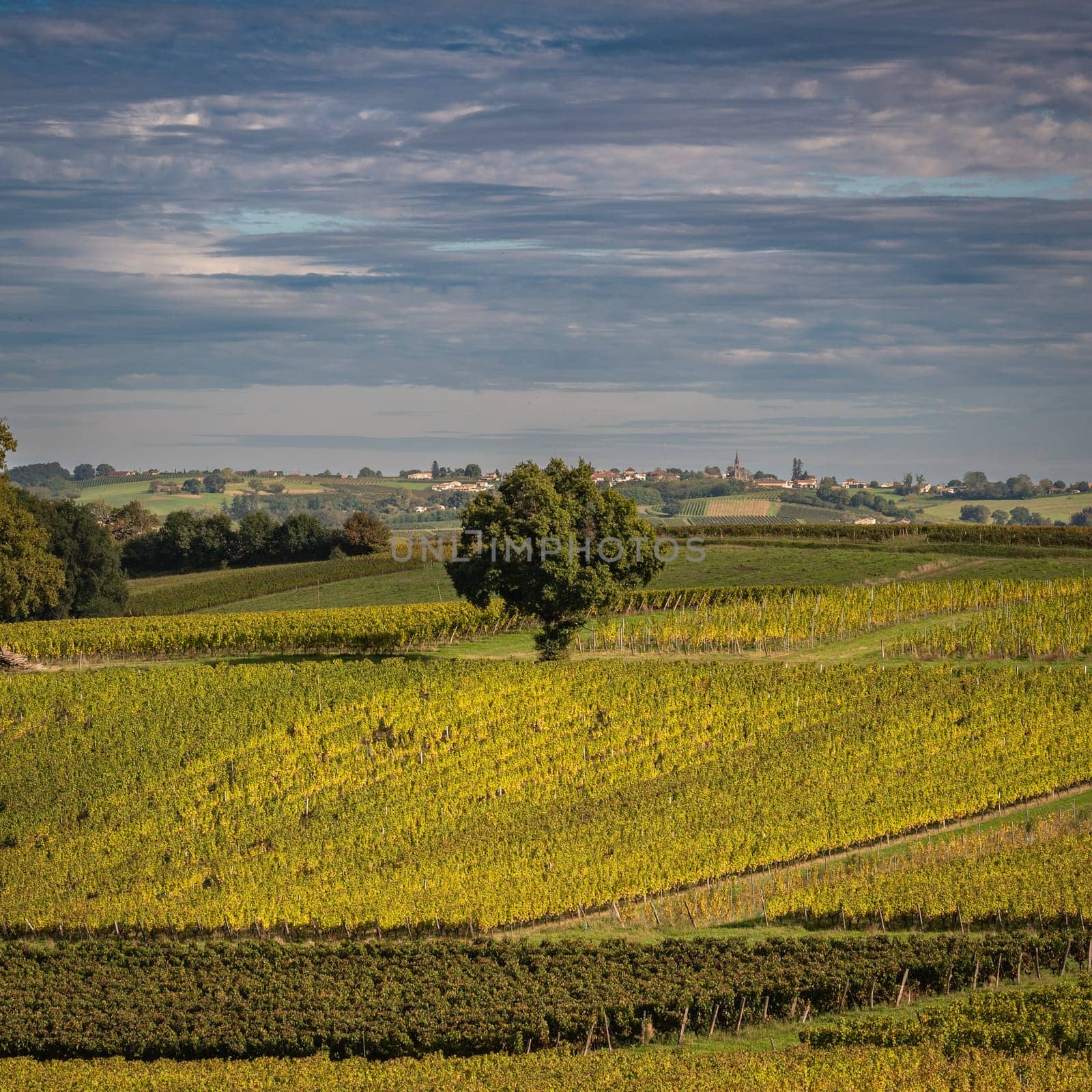Sunset landscape bordeaux wineyard france, europe Nature. High quality photo