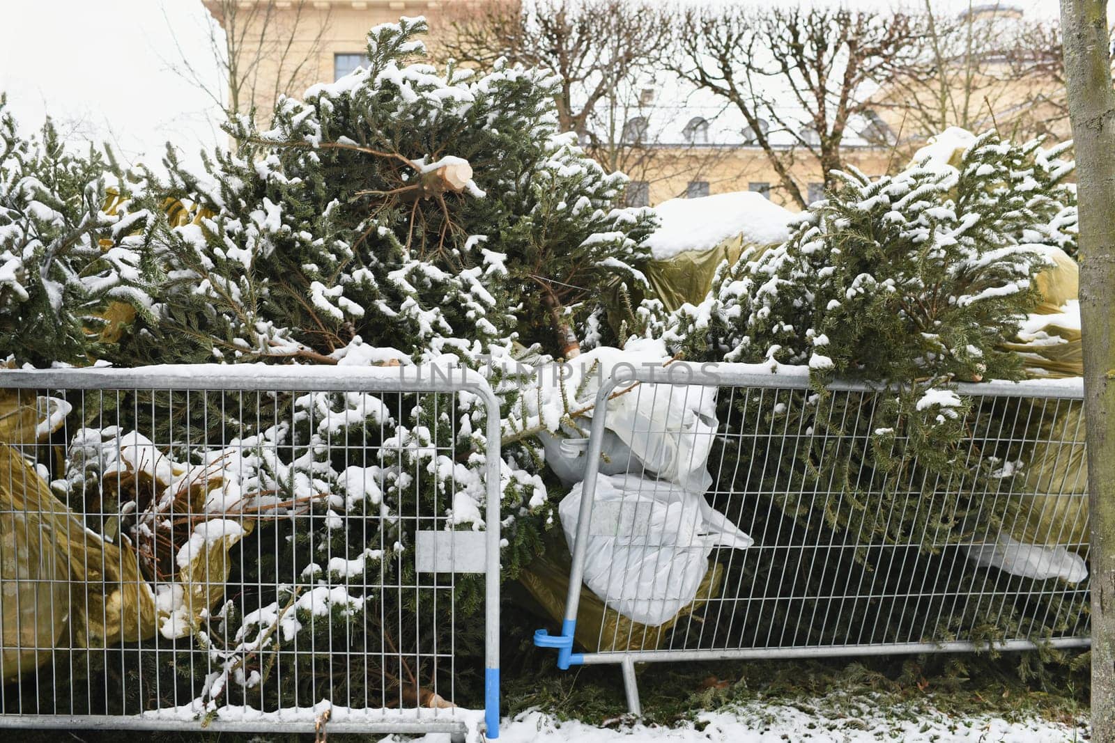 Used Christmas trees behind the fence