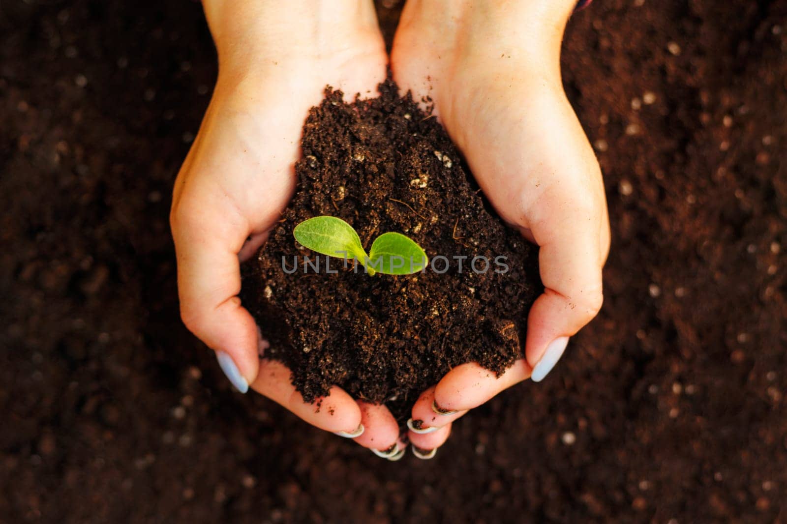 Woman's hands holding young green seedling in soil, closeup by andreyz