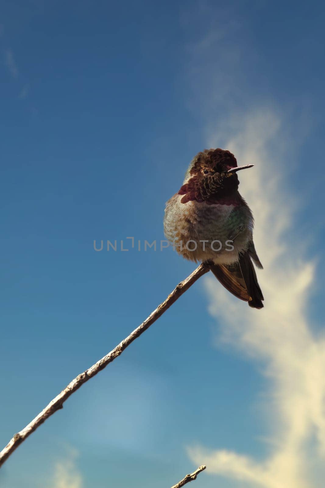 Capture the magic of an Anna Hummingbird (Calypte anna) in this vivid photograph taken in San Francisco. Known for their radiant, iridescent feathers and dynamic flight, this snapshot wonderfully showcases the bird's unique appeal. The hummingbird's enchanting beauty is highlighted against the backdrop of San Francisco bustling urban landscape.