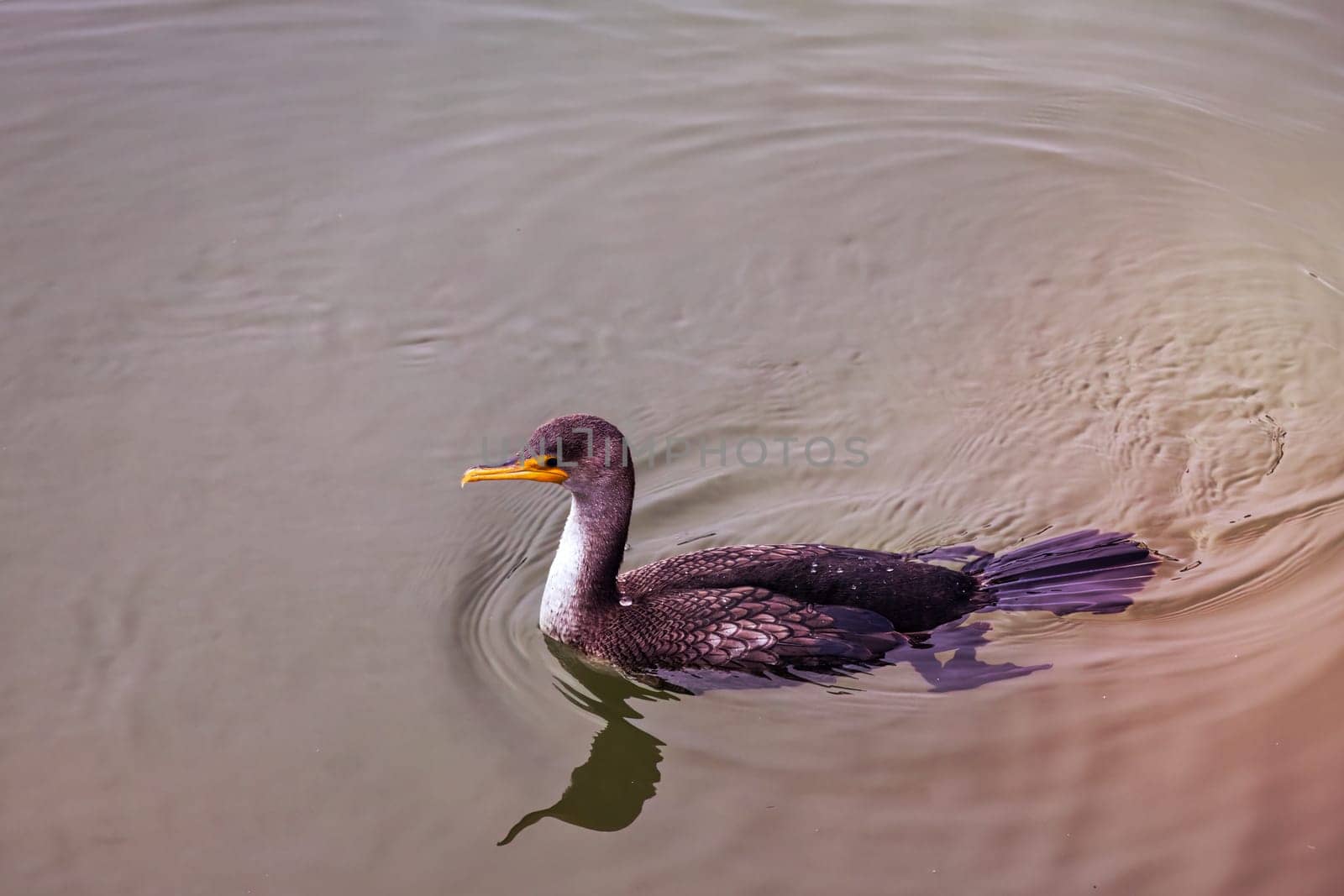 Capture the tranquility and natural beauty of the outdoors with this stunning photograph of a Phalacrocorax, also known as a cormorant, effortlessly gliding through calm lake waters. The image exudes a sense of peacefulness and balance, ideal for creating a soothing atmosphere in any setting. Perfect for adding a touch of nature to your home, office, or digital project. Excellent for use in publications related to wildlife, conservation, or travel. High-resolution and available for immediate download.