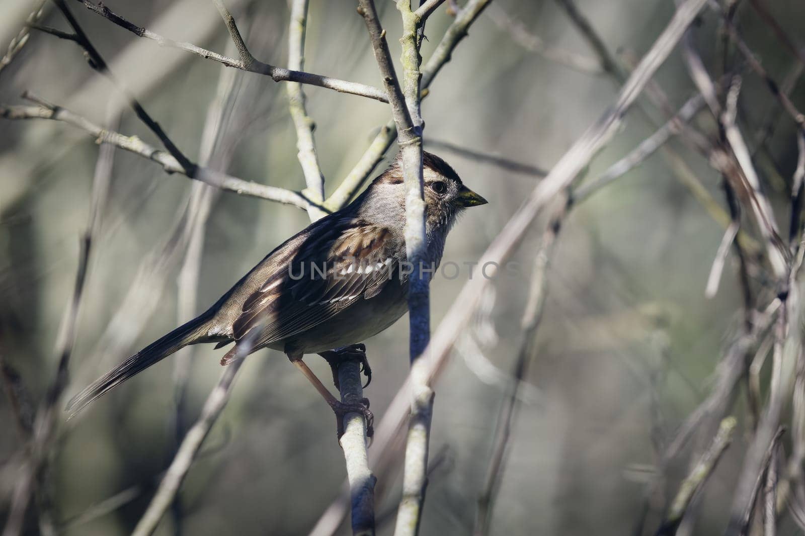 Discover the beauty of the Golden-crowned Sparrow (Zonotrichia atricapilla) in this detailed photograph. Captured in its winter habitat in San Francisco, this image highlights the bird's distinctive golden crown, making it a seasonal highlight for birdwatchers. The unique features of the sparrow are set against the backdrop of San Francisco's vibrant urban environment