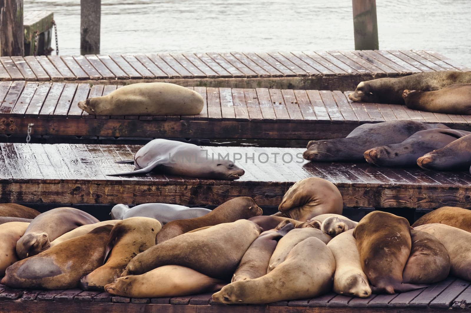 An amusing and heartwarming sight captured at a bustling San Francisco pier, showcasing sea lions taking a communal nap stacked atop one another. This fascinating animal behavior speaks to the social nature of these marine mammals and adds a touch of charm to any day by the sea.