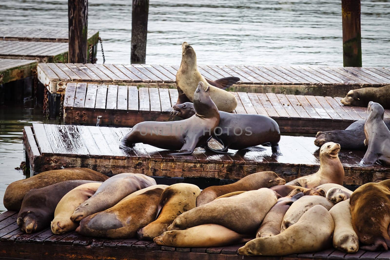 An intense moment caught on camera at a San Francisco pier, where two sea lions are engaged in a spirited altercation. Amidst the usually peaceful gathering of these marine creatures, this rare display of aggression captures the competitive side of sea lion behavior in their natural habitat