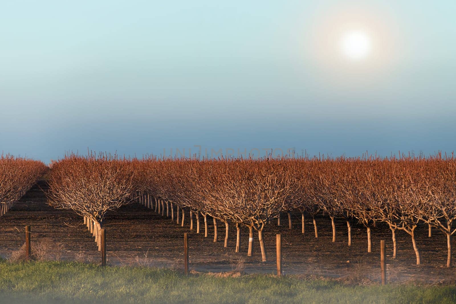 A captivating photograph capturing the essence of a vineyard's serenade as sunlit grapes cling to barren branches, creating intricate silhouettes against a backdrop of gentle fog. This scene embodies the vineyard's resilience and the beauty of transitioning seasons, while the ethereal fog lends an enchanting, dreamlike quality to the landscape.
