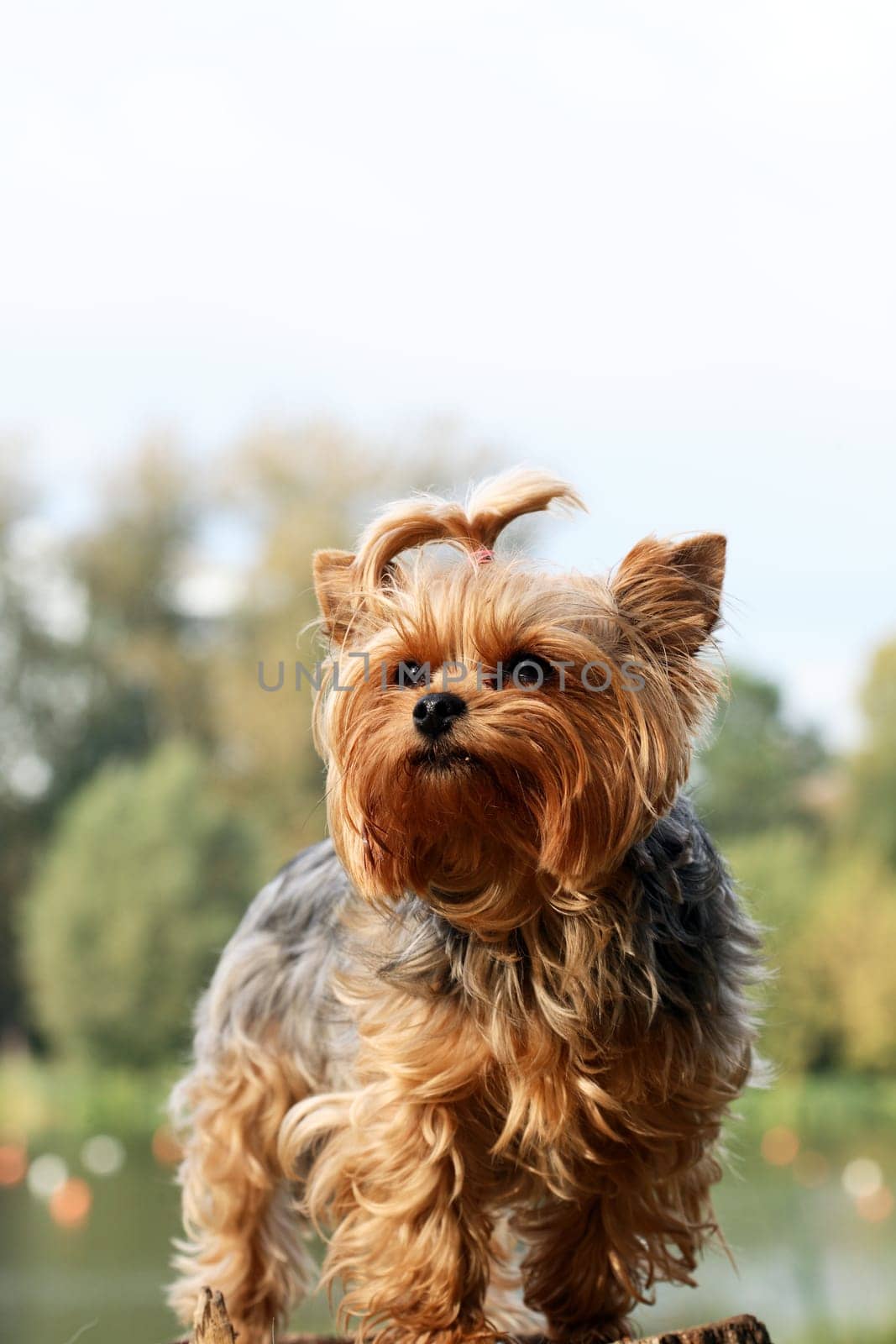 Portrait of nice small yorkshire terrier outdoor on nature background