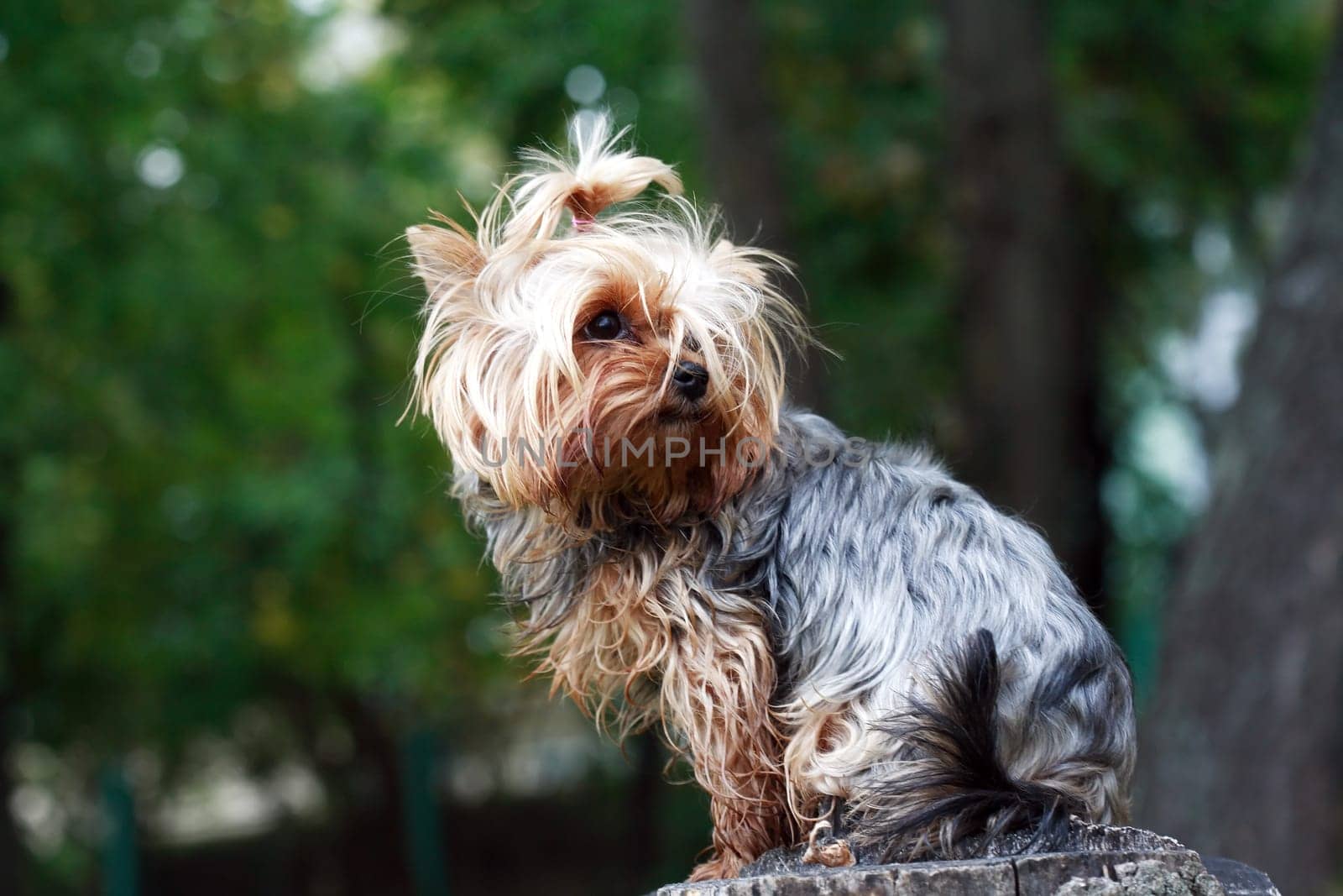 Portrait of nice small yorkshire terrier outdoor on nature background
