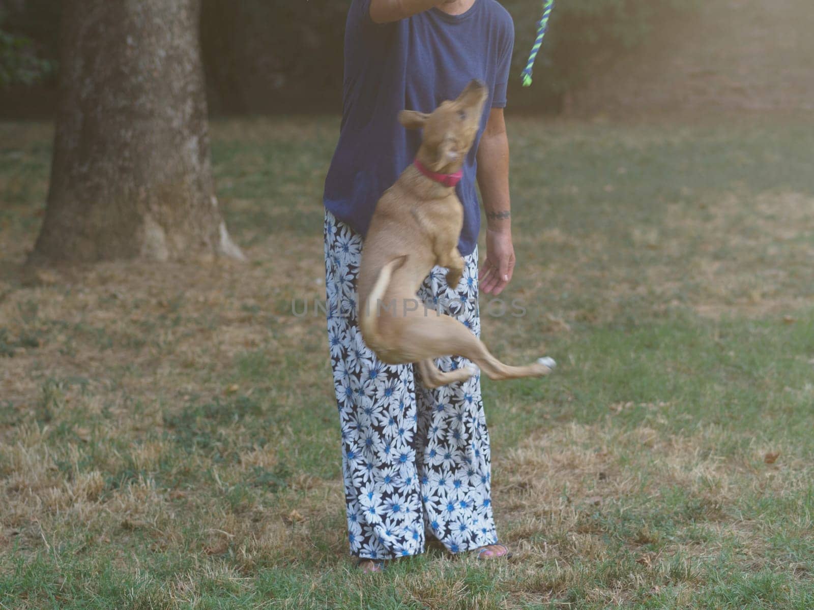 6 months old beige she puppy jumping bonding playing with woman at the park outdoors in summer