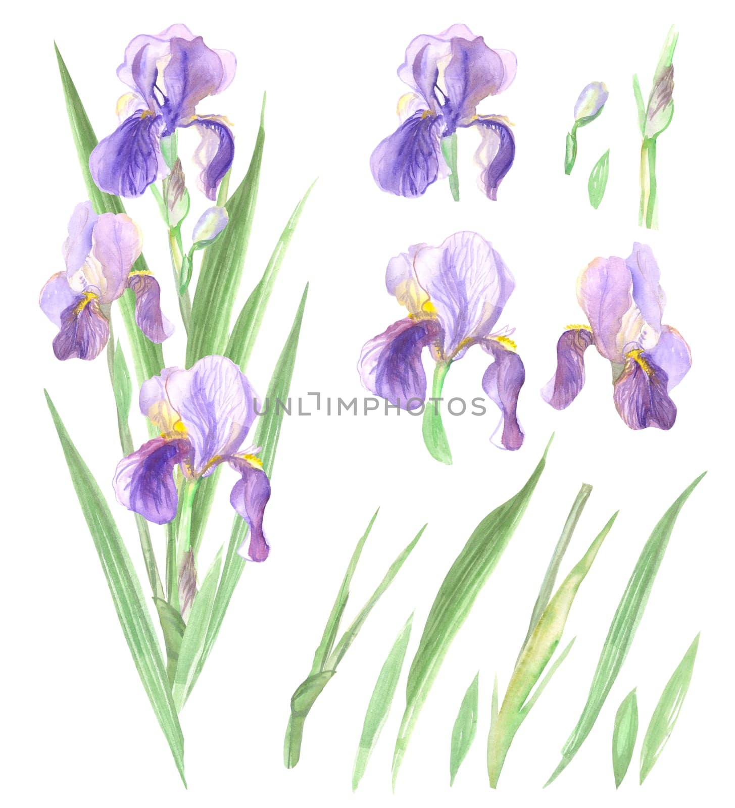 purple irises with green leaves are folded into an elegant bouquet and arranged next to the elements separately: flowers, branches, leaves, Bud
