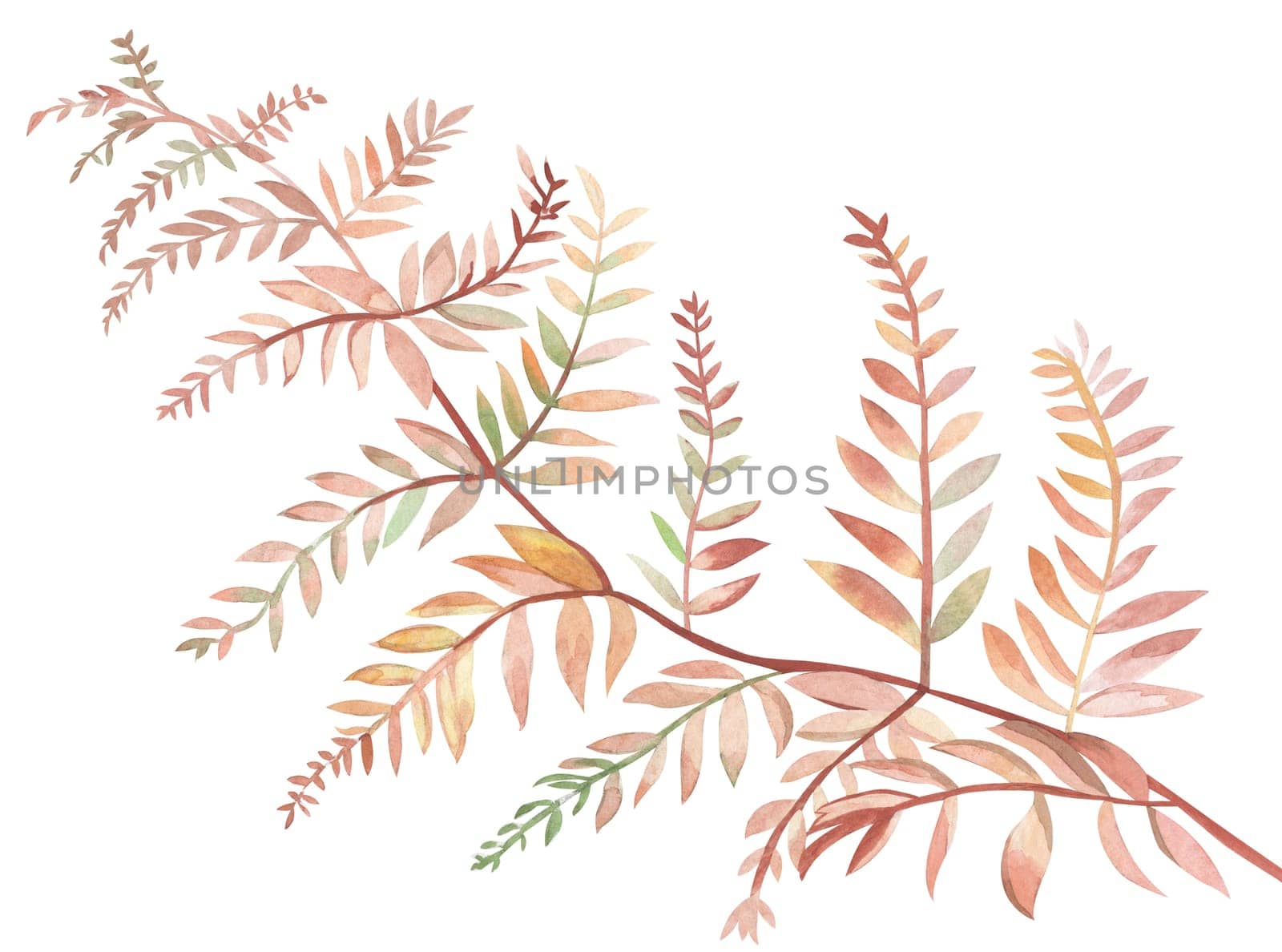 Branch of burgundy fern painted in watercolor on wet paper isolated on white background for textile and postcard design