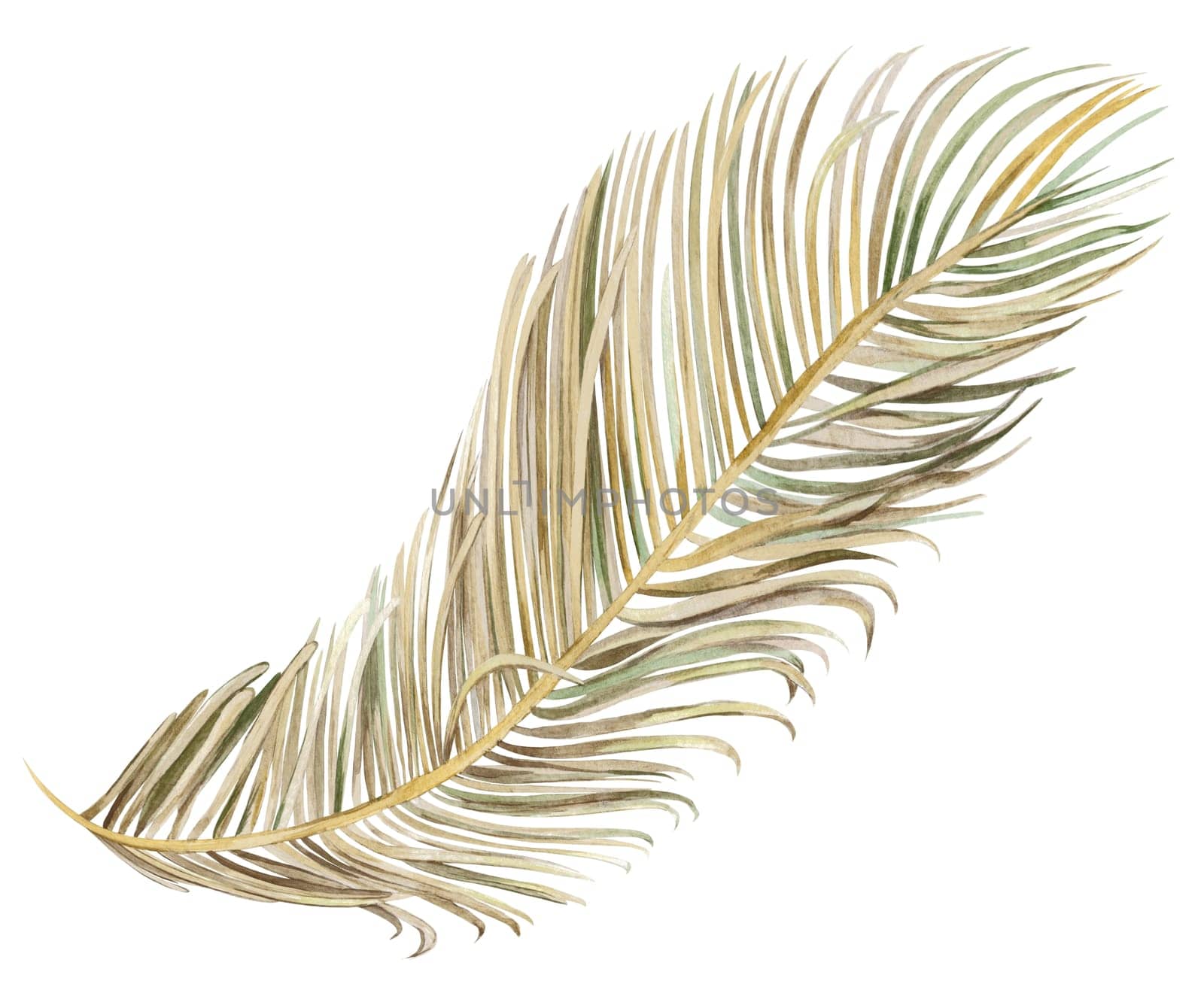 dry palm leaf illustration hand drawn in watercolor isolated on white background for design and posters