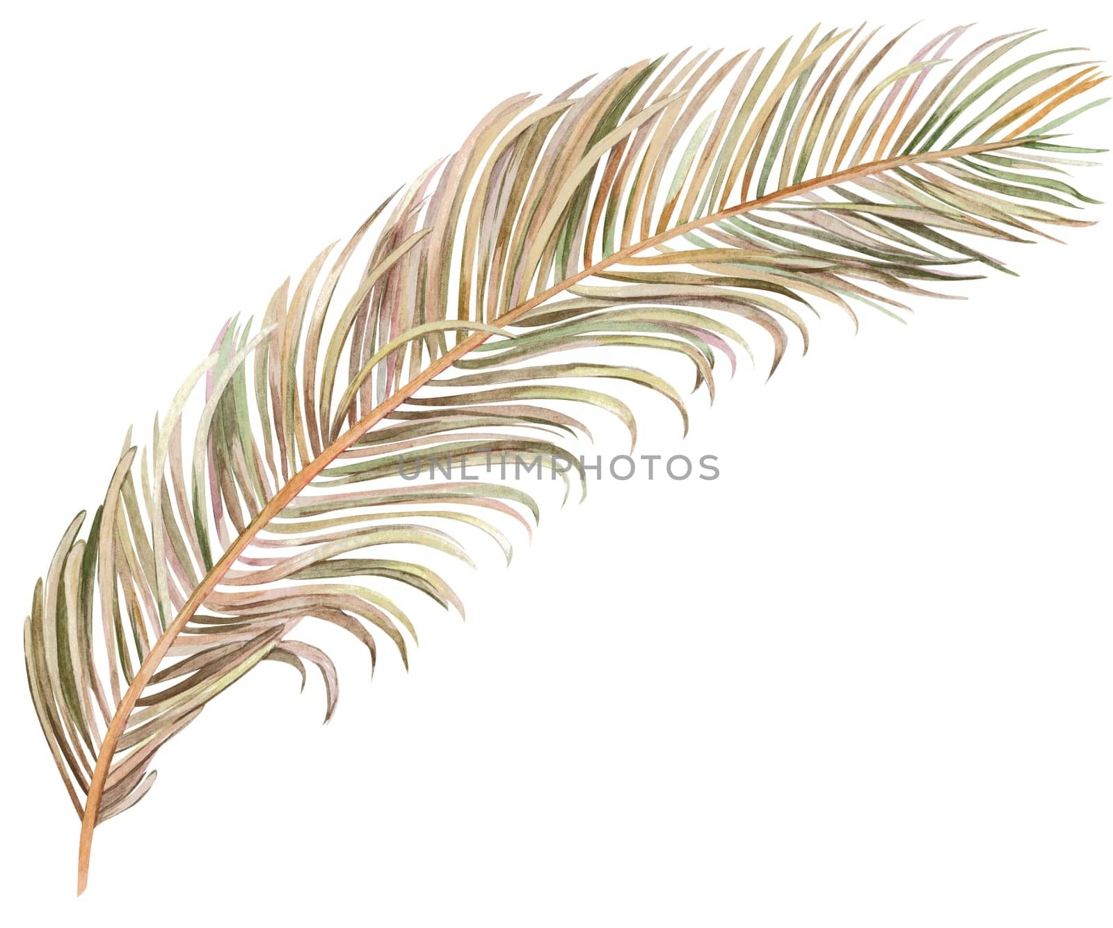 dry palm leaf illustration hand drawn in watercolor isolated on white background for textile