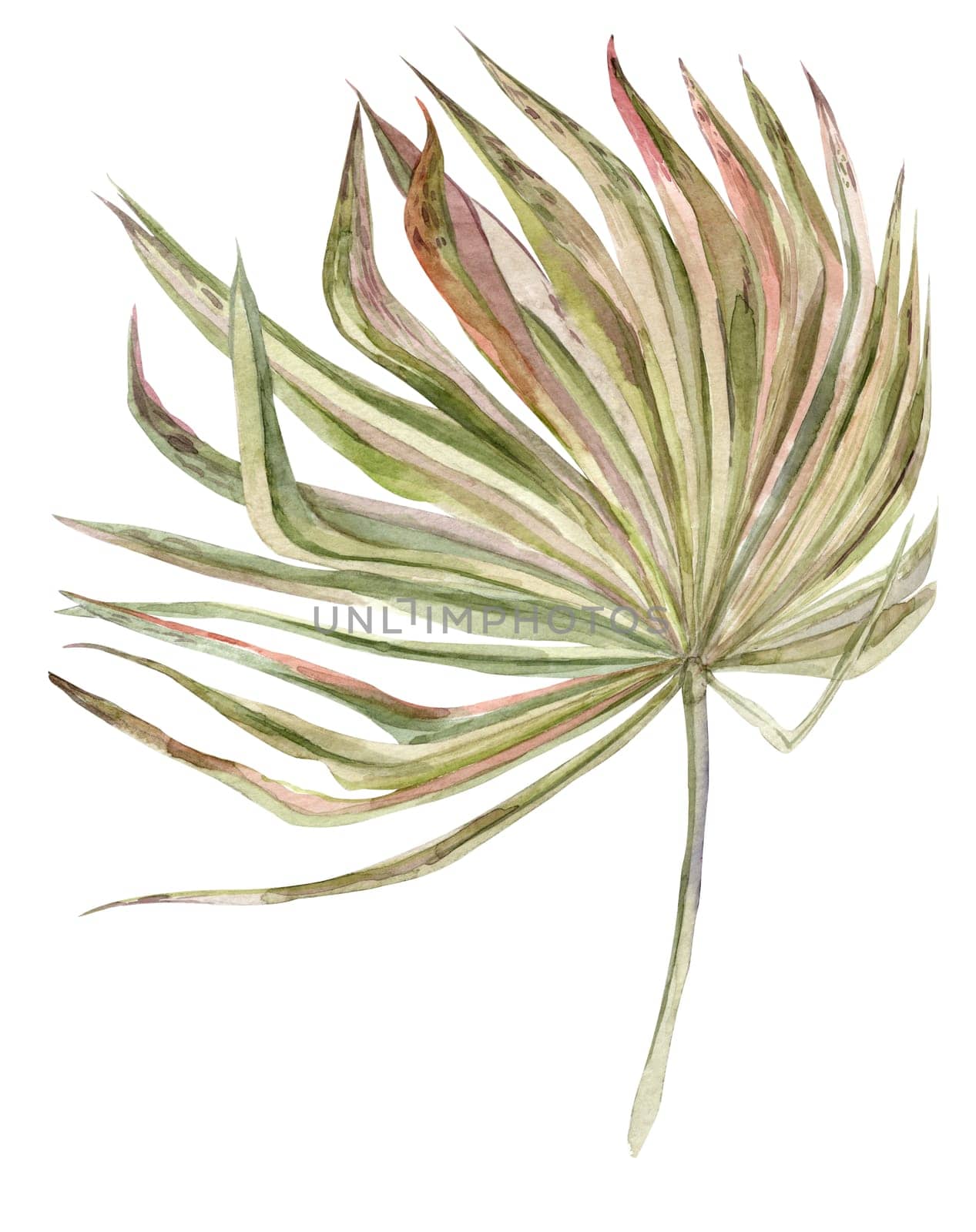 dry palm leaf illustration hand drawn in watercolor isolated on white background for design and posters