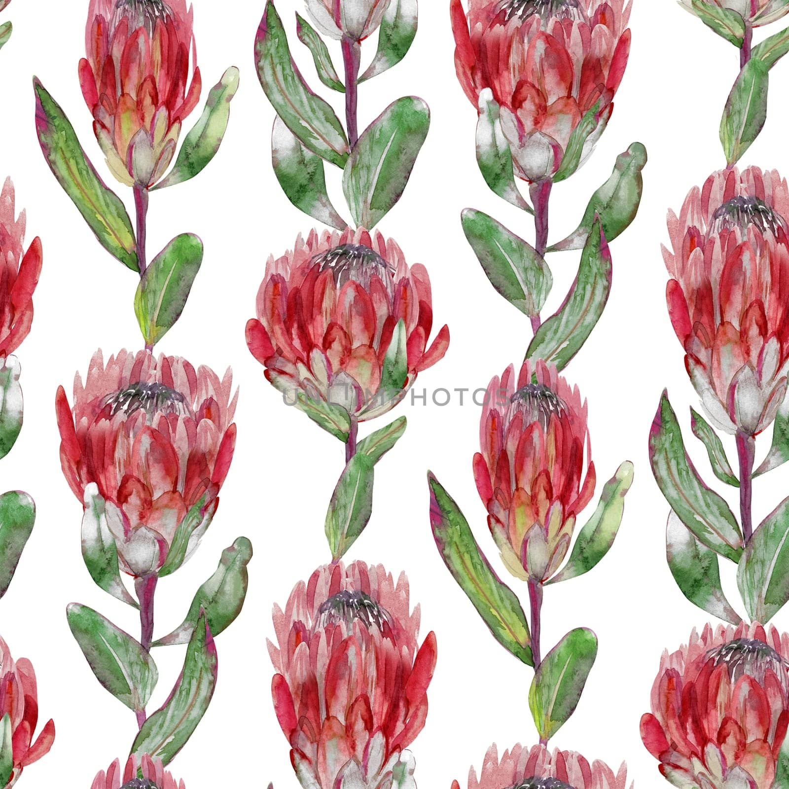 Watercolor seamless pattern with vertical protea flowers on white background by MarinaVoyush