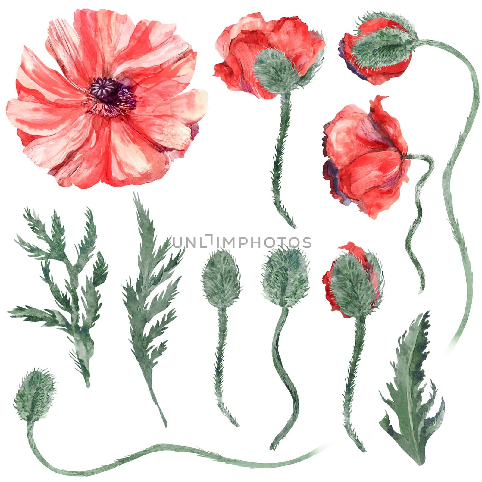 Vintage Set of watercolor red poppies with drop buds and leaves separately isolated on white background