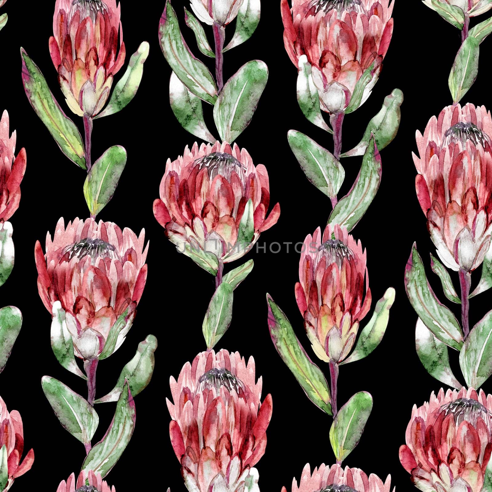 Watercolor seamless pattern with vertical protea flowers on black background for summer textile and wall design