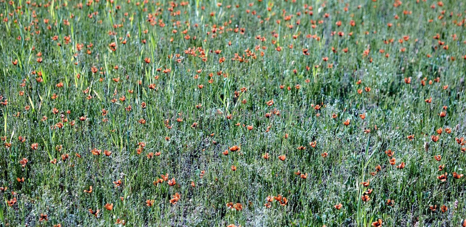 A colorful display of wildflowers covers a verdant field, with bright orange blooms dotting the landscape under clear skies, showcasing the beauty of springtime.
