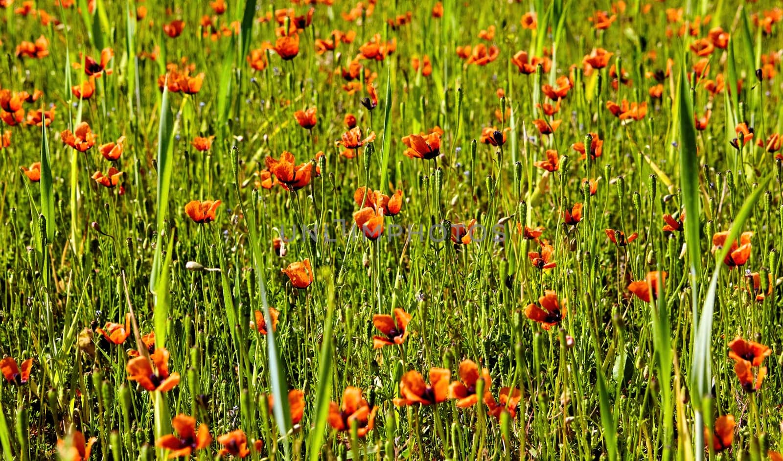 A stunning display of wildflowers fills a sunny meadow, showcasing an array of orange blossoms among tall green grasses, reflecting the beauty of springtime.