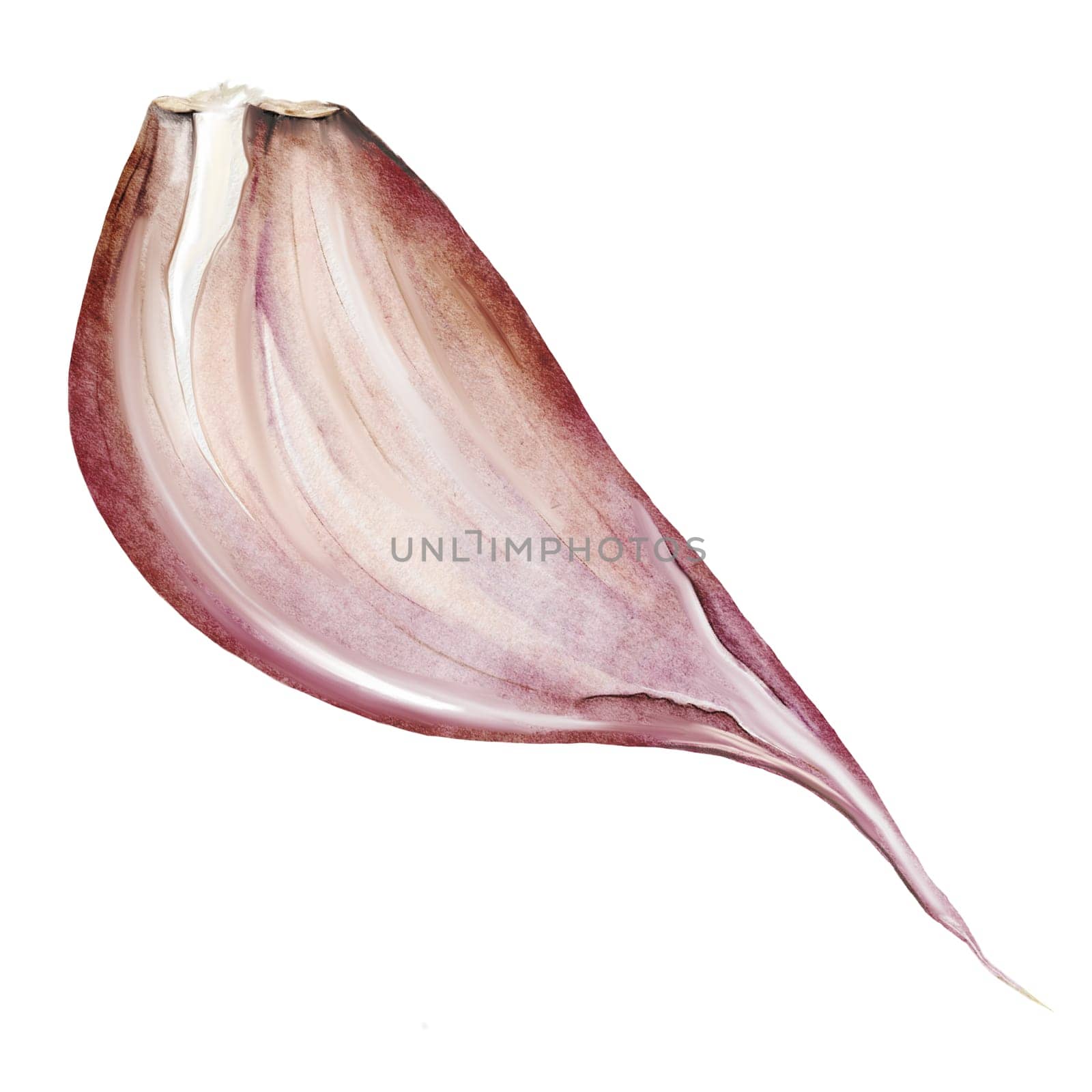 Garlic watercolor. Hand drawn garlic clove on isolated white background. Clip art of natural spice. Ideal for restaurant menus, recipe books and culinary blog design. High quality illustration