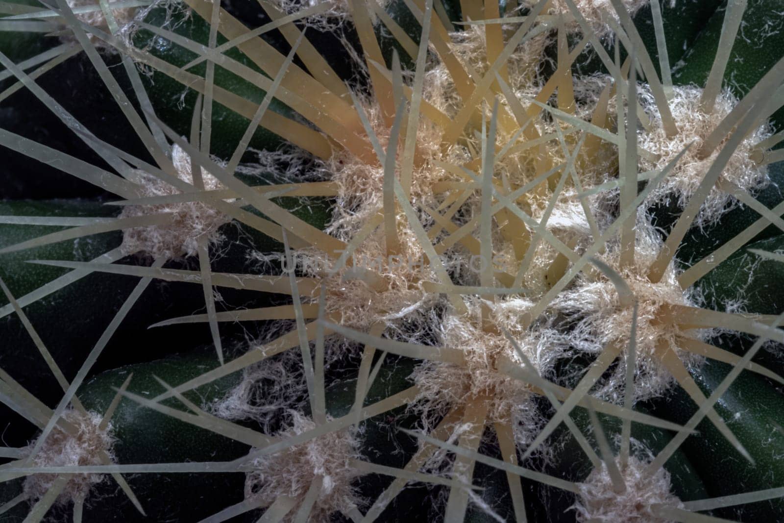 Close-up of Ferocactus echidne with sharp white prickles. Prickly green Parodia polyacantha cactus or Parodia langsdorffii plant, Cactus flower, Succulent Plant, Copy space, Selective focus.