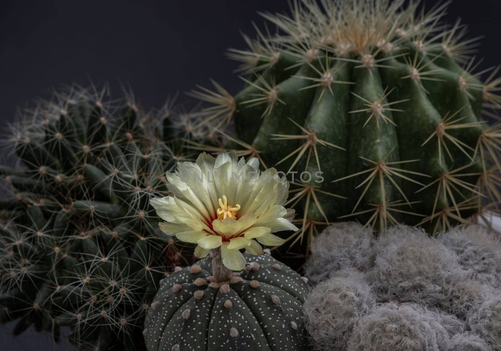 Yellow flower of Astrophytum asterias (Kabuto cactus) with Ferocactus echidne, Mammillaria longimamma and Mammillaria Plumosa on dark background. Many beautiful cactus with feathers planted in different shapes and different colors growing. Cactus flower, Succulent Plant, Space for text, Selective focus.