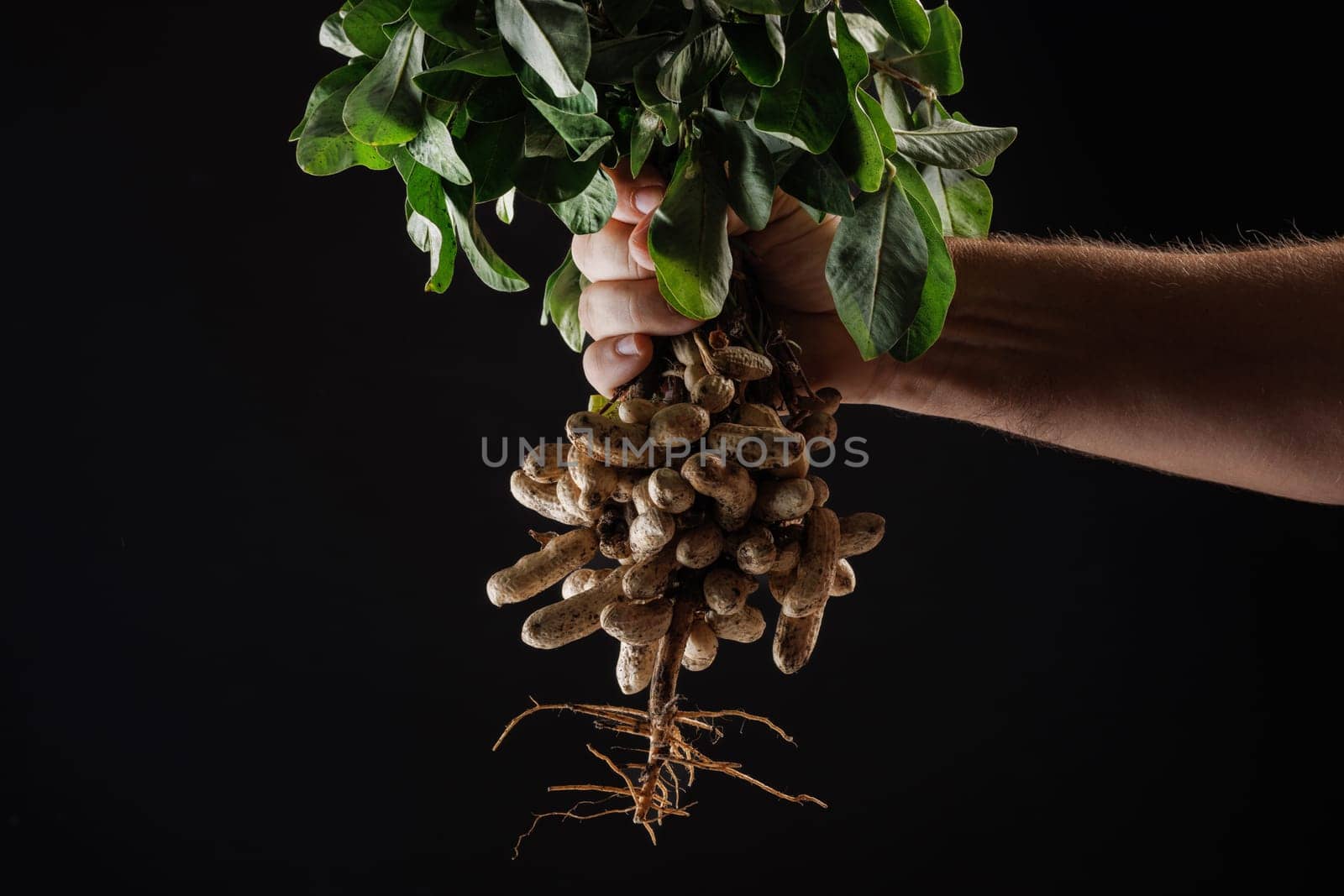 farmer holding fresh peanuts with green leaves close up near garden shovel on dark background, peanuts still attached to roots, gardening and organic farming concept.