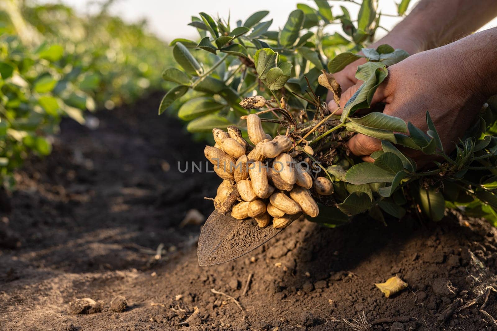 A farmer holding freshly harvested peanuts with roots in a field. The background features green peanut plants under a cloudy sky, showcasing agricultural activity.