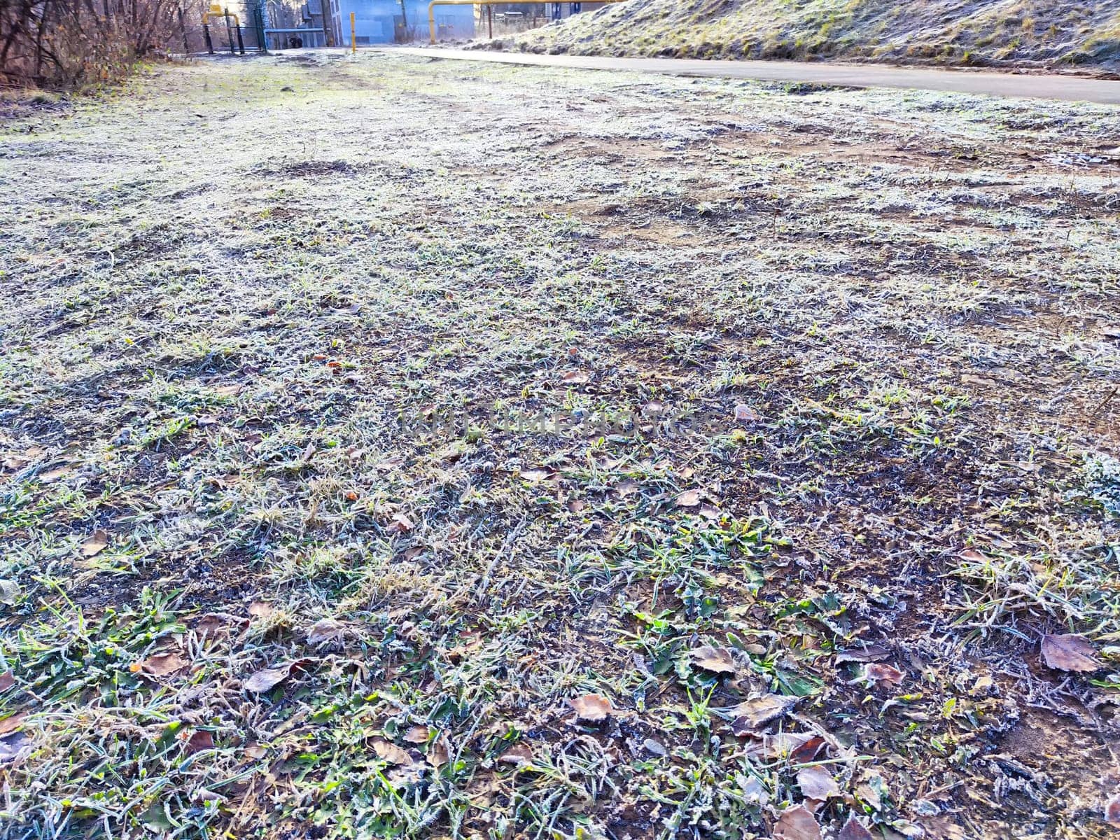 A close-up view of frosted grass blades in field. Background, texture, pattern, frame, copy space, place for text