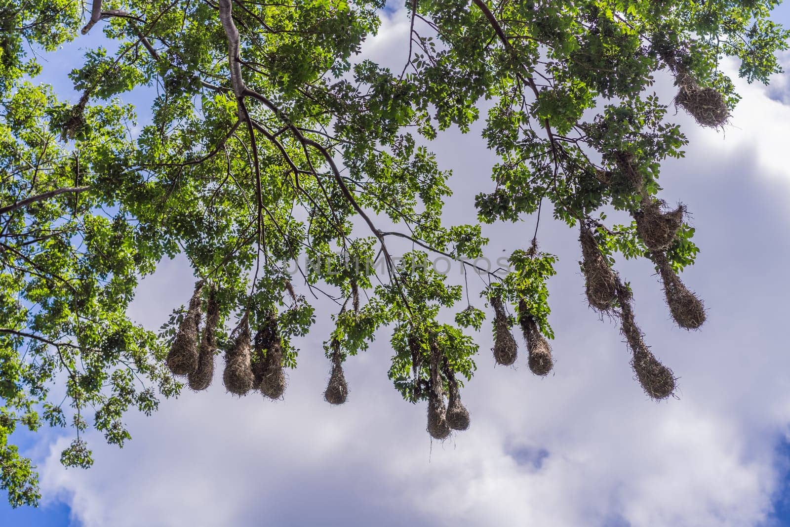 Bird nests of Montezuma Oropendola hanging from tree branches against a cloudy sky. Nature, wildlife, and habitat concept.