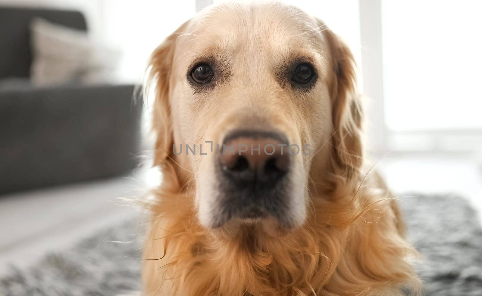 Golden retriever dog looking at camera at home closeup portrait. Purebred pet doggy labrador indoors