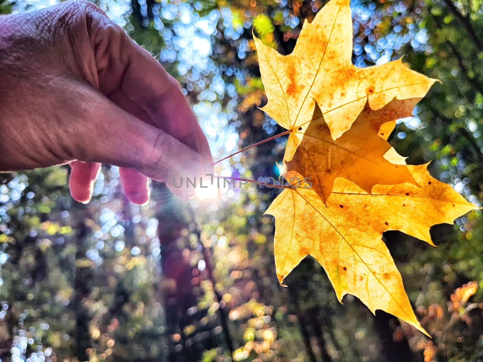 Bright yellow maple leaf held up by a person in a lush forest filled with green trees, capturing the essence of autumn.