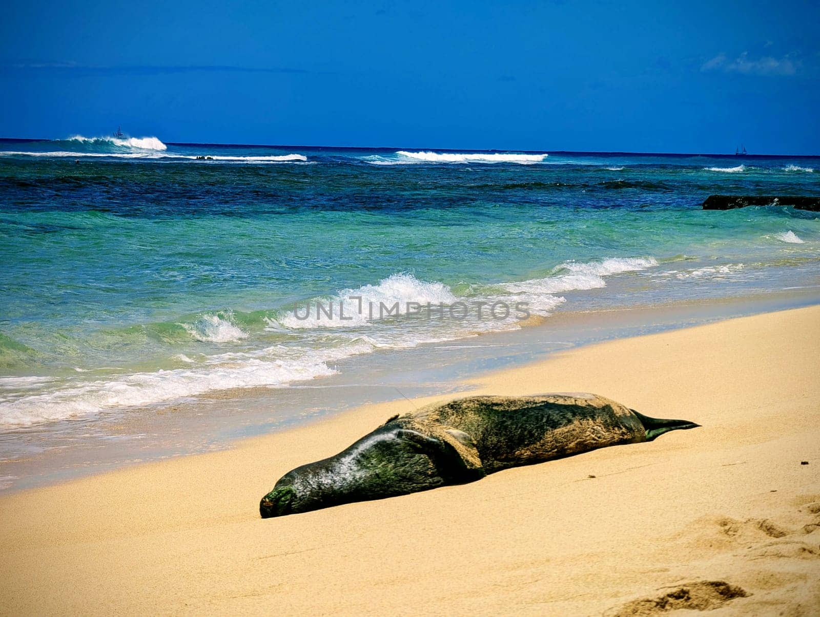 Waikiki, Hawaii - August 21, 2024: A monk seal basks peacefully on the soft sands of Makalei Beach, soaking up the sun while the waves softly lap at the shore on a quiet afternoon.